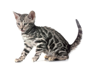 bengal kitten in studio © cynoclub