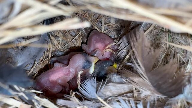 close up of newly hatched bird chicks inside natural nest with feathers and straw