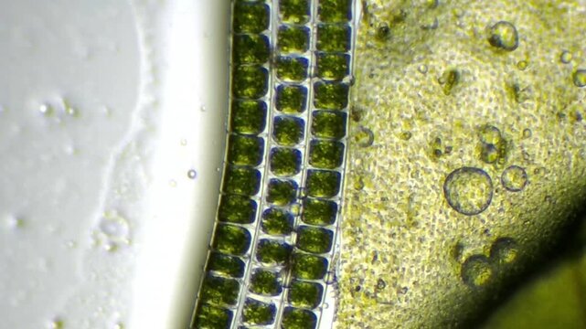 Microscopic view of Spirogyra algae strands and Kelp (Ecklonia cava) cell texture with copy space