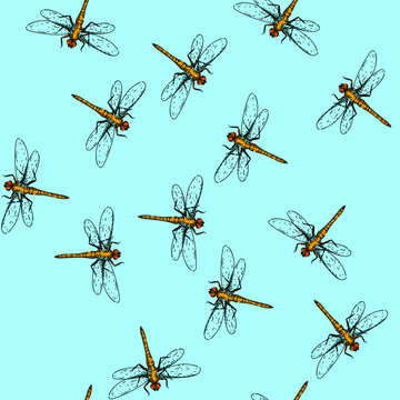 pattern nature dragonfly hand drawn. pond predator, aquatic biodiversity, ecosystem larvae nature dragonfly vector sketch illustration