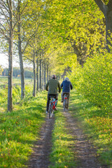 Obraz premium couple on bicycle on dirt road between spring trees in the netherlands