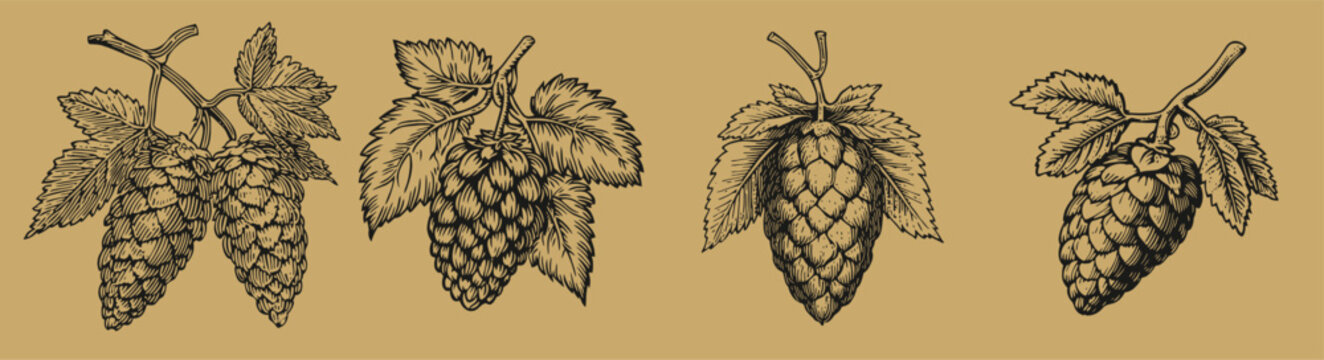 Explore vintage botanical illustrations featuring hops cones and leaves. Perfect for designs related to agriculture, brewing, and natural decor.