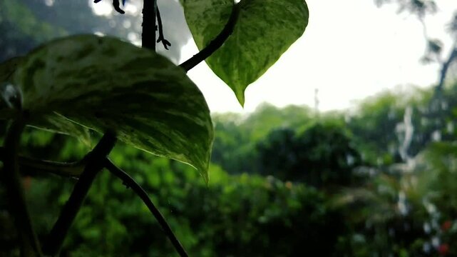 Rain on Variegated Pothos Leaves with Blurred Green Rainy Background