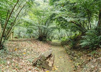 Natural pathway surrounded by lush fern plants and tropical vegetation, creating a peaceful green forest landscape with dense foliage and natural scenery. © Nuzul