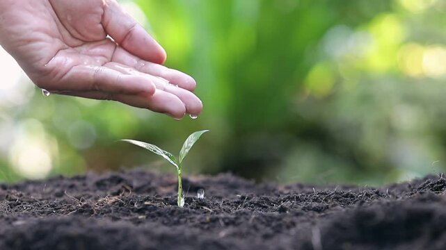 Close up tracking shot of a human hand gently watering a tiny green seedling sprouting from rich dark soil symbolizing growth and new beginnings in a lush garden with soft bokeh