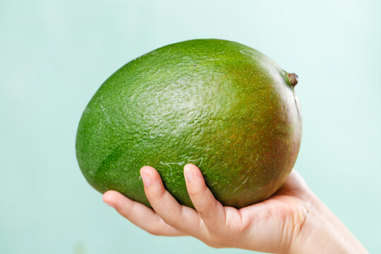 Fresh Kate Mango from Panzhihua Sichuan Province China Held in Hand