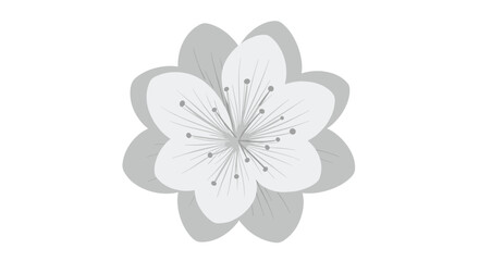 Fototapeta premium Simple gray and white cherry blossom flower illustration with delicate petals and stamens on a clean white background.