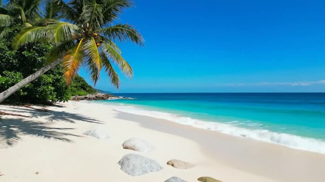 Tranquil beach scene with palm tree and turquoise ocean on a sunny day showcasing a tropical paradise.