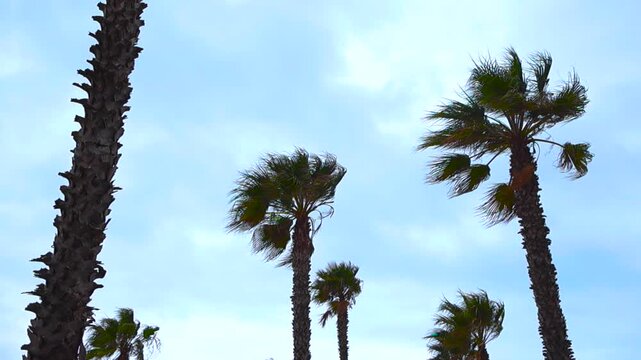 Towering palm trees with green fronds swaying and bending in the strong wind, a low angle view looking up at the cloudy blue sky during a breezy and overcast summer day