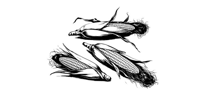 Corn Cobs Hand Drawn with Intricate Details and Shading Featuring Illustration, Black and White, Detailed with Texture and Agriculture Elements For