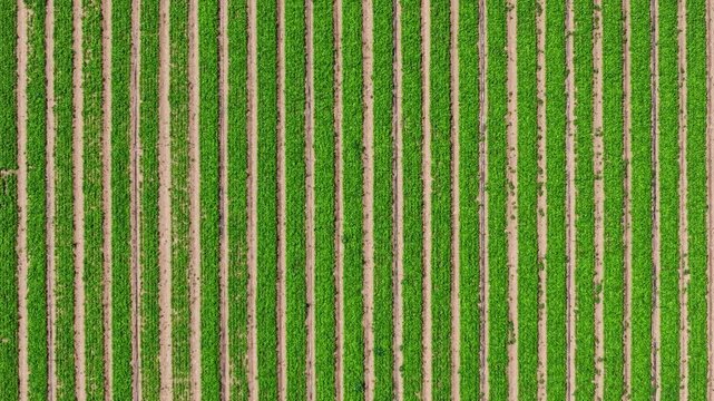 Aerial View of Symmetrical Straight Crop Rows with Drip Irrigation on Farmland