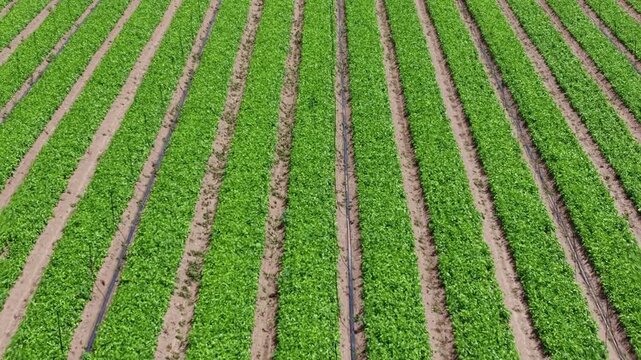 Aerial View of Symmetrical Straight Crop Rows with Drip Irrigation on Farmland