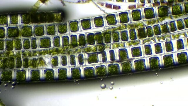 Abstract microscopic close-up of green algae cellular grid pattern and texture