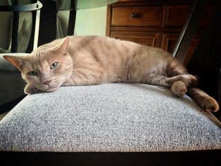 Large male ginger cat lying on a chair, his head on his front paw, in deep thought  © dldillon