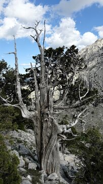 Weathered by Time: Mountain Junipers