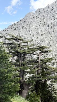 Landscape of a lone cedar tree in the wilderness