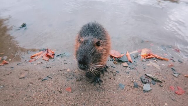Nutria sits thoughtfully at surf line, noticing camera it stands on its hind legs, looks into lens and sniffs it, then turns around, goes into river and swims away, slow motion