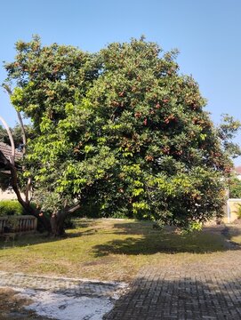 Rambutan Tree Images  Browse 69,760 Stock Photos, Vectors, and Video |  Adobe Stock