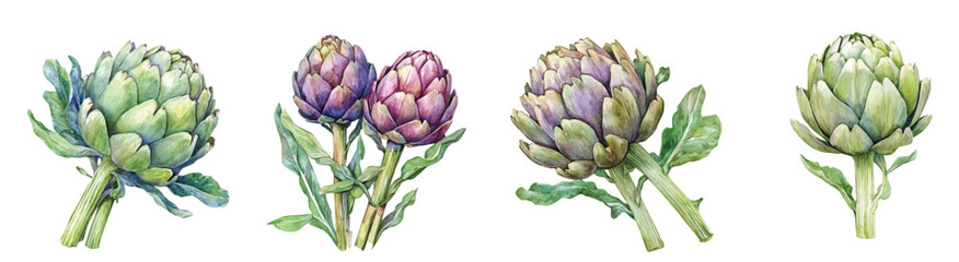 Collection of artichoke paintings, Minimal yet artistic elements for creative designs. hand-drawn paint, Simple Illustration, EPS format, isolated on a white background, watercolor paint © sabart