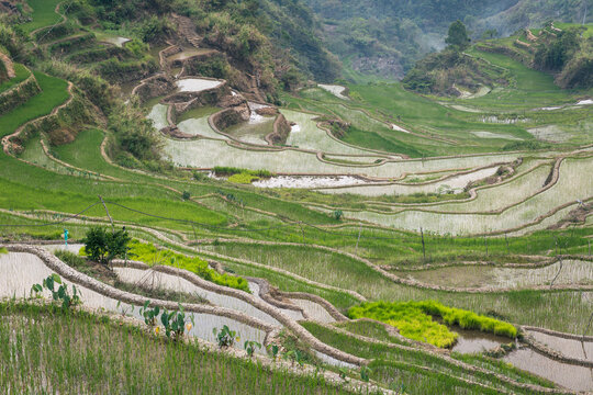 High angle view of curved green rice terraces built on a mountain slope with flooded agricultural fields