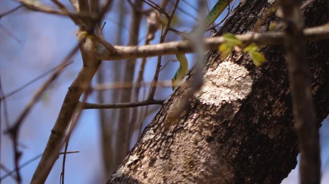 A Spotted bush snake sliding down of a tree.