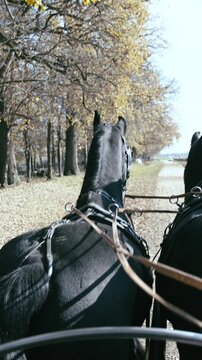 Carriage ride beside fall forest with two Friesian slow motion