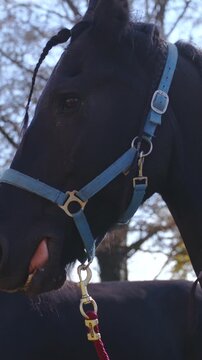 Black Friesian horse head getting ready outside
