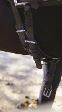 Put on the belt around horse stomach