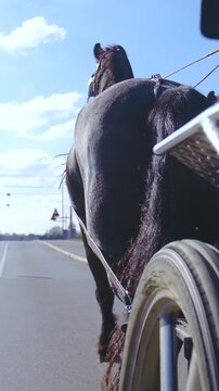 Horse pull the carriage side view of the wheel in slow motion