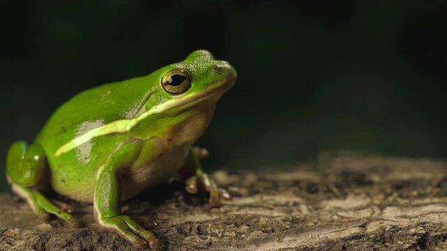 Close-up 4K wildlife shot of a green frog or toad breathing on tree bark against a dark natural background, ideal for nature, amphibian, rainforest, and animal themes.