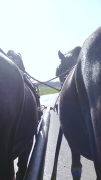 Between two black horses pull the carriage side by side slow motion
