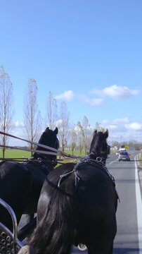 Steering two horses with reins pulling horse carriage