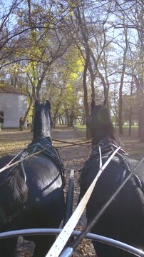 POV of double horse carriage ride through fall forest