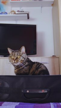 Cat in the travel suitcase waiting for adventure