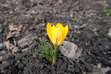 Obraz premium Closeup of one golden yellow flower of crocus in March
