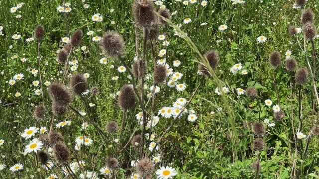 A field of white daisies and dry wild teasel plants gently sway in the breeze on a sunny day in Gosport, England