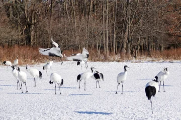 Fotobehang Kraanvogels Flock of Japanese cranes on a snow covered field with winter forest in Kushiro, Hokkaido, Japan  © rbkgm146