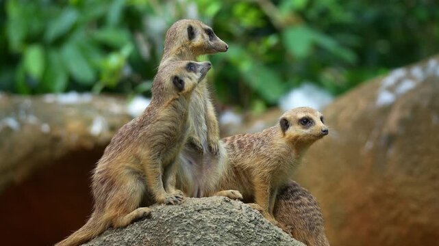 A mob of meerkats (Suricata suricatta) on high alert, scanning their surroundings and keeping watch on a high point, close up shot.