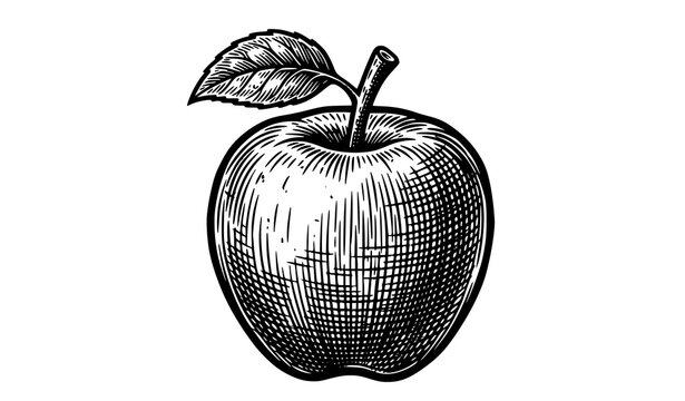 Vintage Engraved Apple Fruit Illustration Isolated Vector