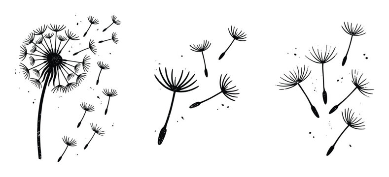 Hand drawn dandelion with flying seeds vector illustration nature element
