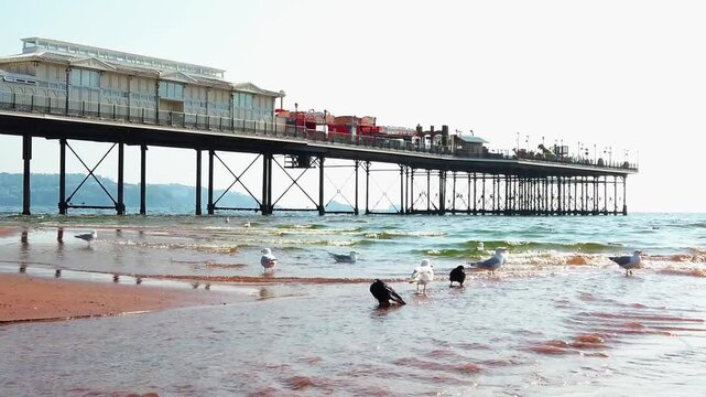 Outdoor static wide shot captures seagulls and crows standing in a shallow freshwater stream flowing across the red sand beach into the sea next to the historic columns of Paignton Pier in Devon.