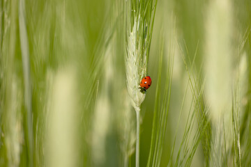 Seven-spot ladybird on a green rye ear © in_colors