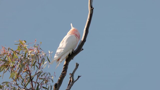 a low angle view of a pink cockatoo perched in a gum tree at western queensland, australia