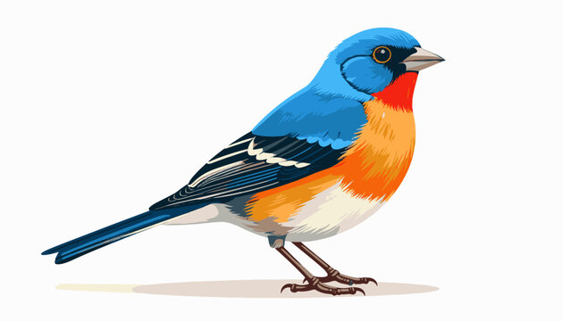 A vibrantly colored bird with blue, orange, and red plumage stands on a white background