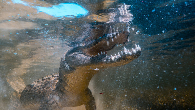 Dynamic underwater shot of a Chinchorro crocodile ascending toward water surface with mouth wide open, likely feeding or lunging. Bubbles and light refraction patterns fill the frame as the reptile's 