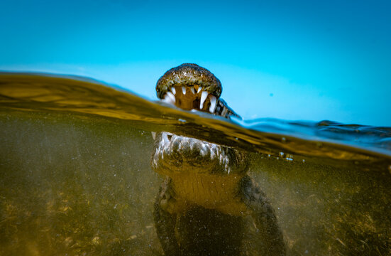 Striking half-underwater, half-above composition of a Chinchorro crocodile emerging from golden-tinted water against vivid blue Caribbean sky. The reptile's mouth is open displaying sharp white teeth 