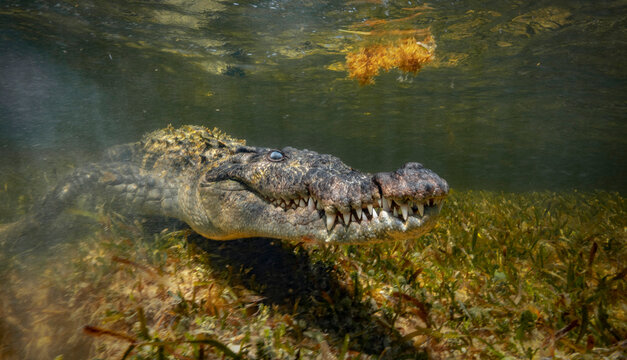 Elegant underwater side-profile of a Chinchorro crocodile swimming gracefully through sunlit seagrass meadows at Banco Chinchorro reef, Mexico. The rare endemic species glides effortlessly above the a