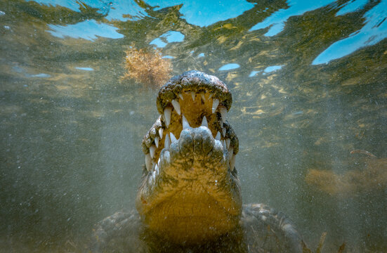 Low-angle underwater view looking up at a Chinchorro crocodile swimming toward the camera with mouth open, its silhouette framed against bright sunlight filtering through the water surface. The reptil
