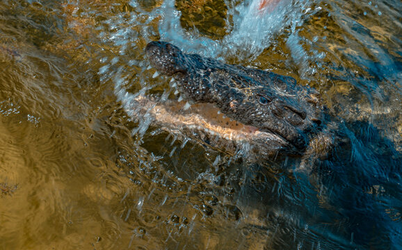 Intense close-up of a rare Chinchorro crocodile (Crocodylus moreletii) bursting through murky green water while feeding, dramatic splash captured mid-action with teeth bared and powerful jaws open. Su