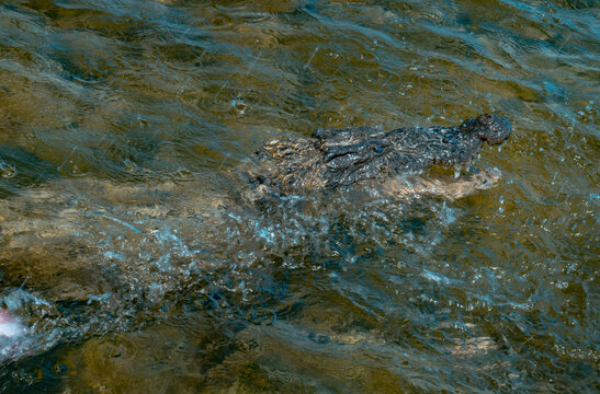 Side profile of a Chinchorro crocodile gliding through crystal-clear shallow waters at Banco Chinchorro, Mexico. Water ripples and gentle currents surround the reptile's armored back as it moves with 